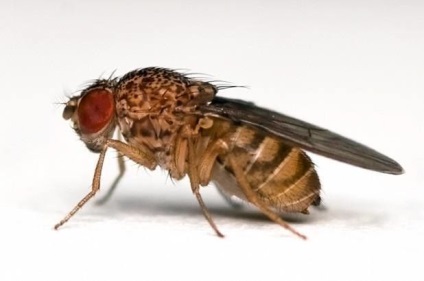 Fly Drosophila (musca de fructe) fotografii, mulți trăiesc ca acolo unde e cazul (muscă) Fly Drosophila (musca de fructe) fotografii, mulți trăiesc acolo ca în cazul în care luate