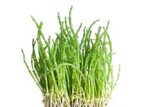 cerere Tinctura glasswort si reteta (glasswort) cerere glasswort Tinctura si reteta