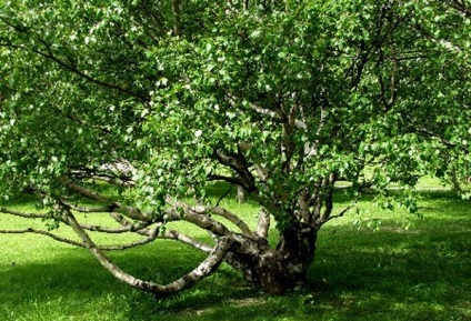 Nici măcar o singură piuliță (piuliță) Nu este o singură piuliță
