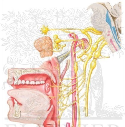 Simptomele nevralgia nervului glosofaringian, tratament, cauze (nervoase) Nevralgia simptome nervoase glosofariangă, tratament, cauze