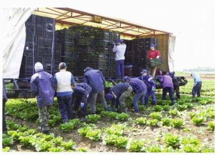 Avem nevoie de forță de muncă străină România (de lucru) dacă România are nevoie de mână de lucru străină