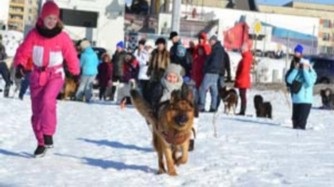 Asociația „manipulare câine“ ( „Alice“ dresorilor Club „prieten“) Asociația „Stivuitoare de câine“