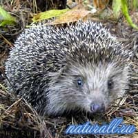 Ariciul european, fauna din România (România) European Arici, fauna sălbatică România