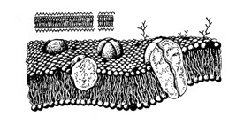 Structura generală a unei celule animale, citologie (termen) Structura generală a unei celule animale, citologie