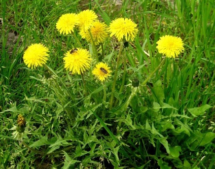 Taraxacum officinale - simptome și tratament de remedii populare la domiciliu (medicament) Taraxacum officinale - simptome și tratament de remedii populare la domiciliu