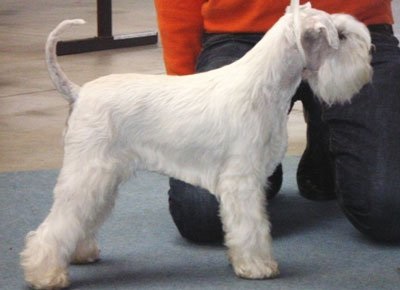 Schnauzer culori miniaturale de lână (alb cu subpar alb) Strat de culoare Schnauzer miniatural