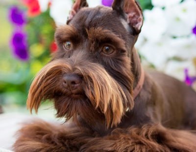 culoare miniatură strat Schnauzer (Schnauzer miniatural) Strat de culoare Schnauzer miniatural