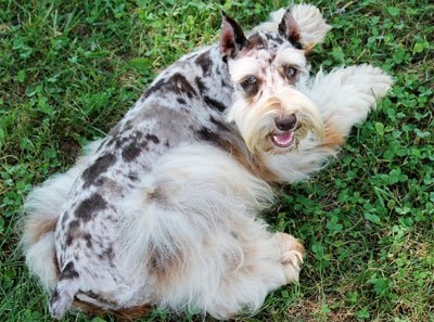 Schnauzer culori miniaturale de lână (alb cu subpar alb) Strat de culoare Schnauzer miniatural