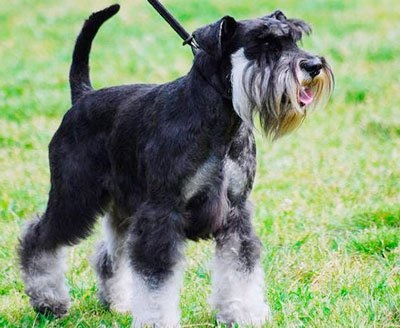 Schnauzer miniatură strat de culoare (culori) Strat de culoare Schnauzer miniatural