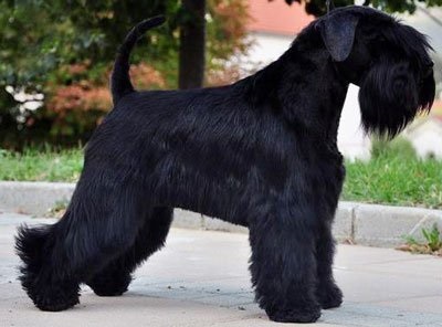 Culorile Schnauzer miniaturale de lână (în interiorul urechilor) Strat de culoare Schnauzer miniatural