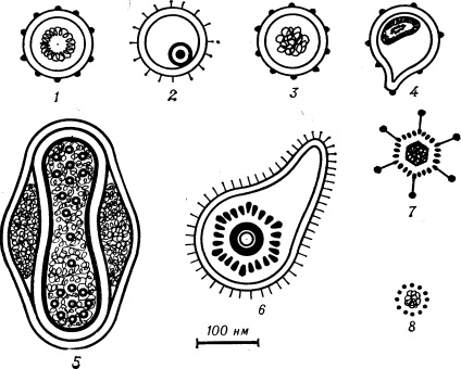 virusurile oncogene (mamare de șoarece) virus oncogen