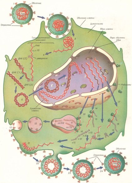 virusurile oncogene (virusurile oncogene) virus oncogen