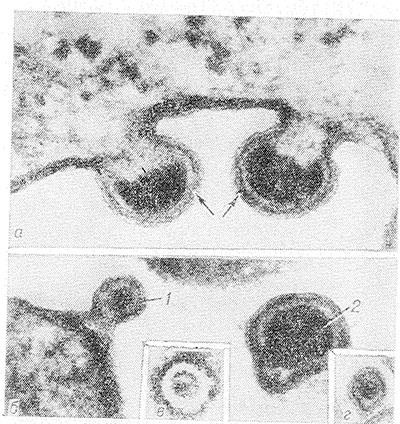 virusurile oncogene (tip tip oncovirus) virus oncogen