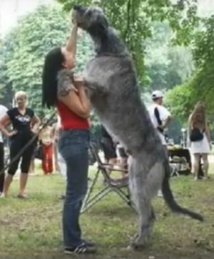 Descriere rasa câini proprietarii de Wolfhound irlandez, cu recenzii, fotografii și video (câini) Descriere rasa câini proprietarii Wolfhound irlandez, cu recenzii, fotografii și video