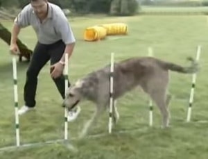 Descriere rasa câini proprietarii Wolfhound irlandez, cu recenzii, fotografii și video (rocă) Descriere rasa câini proprietarii Wolfhound irlandez, cu recenzii, fotografii și video