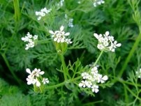 Ciuperci la cabana lor de vară - secretele randamentului ridicat, grădinarul (conac) (va interfera cu fiecare) Ciuperci la cabana lor de vară - secretele randamentului ridicat, Gardener (conacului)
