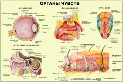 organele senzoriale (senzoriale) simțurile