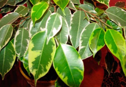 Caracteristici de Ficus cauciuc și îngrijire (în special) Caracteristici de Ficus cauciuc și îngrijire