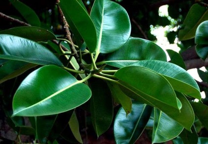 Caracteristici ale Ficus de cauciuc și de îngrijire (de cauciuc) Caracteristici de Ficus cauciuc și îngrijire