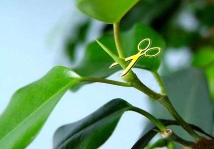 Caracteristici ale Ficus de cauciuc și de îngrijire (de îngrijire) Caracteristici de Ficus cauciuc și îngrijire