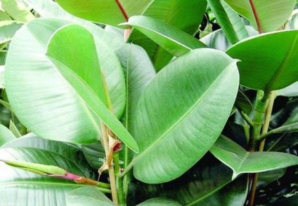 Caracteristici de plante din cauciuc-cauciuc și grijă de ei (Ficus) Caracteristici de Ficus cauciuc și îngrijire