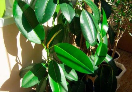 Caracteristici de Ficus cauciuc și îngrijire (în special) Caracteristici de Ficus cauciuc și îngrijire