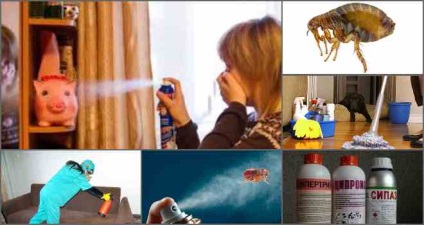 Prelucrarea are apartamente de purice puncte importante (puricilor) Prelucrarea are apartamente de purice puncte importante
