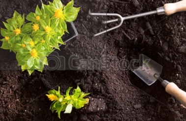 celosia Caracteristici de îngrijire (umiditate ridicată) celosia Caracteristici de îngrijire