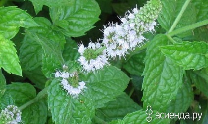 Diferența față de menta balsam (ierburi) Spre deosebire de menta balsam