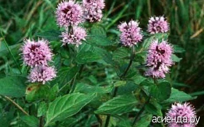 menta balsam Spre deosebire (mentă) Spre deosebire de menta balsam