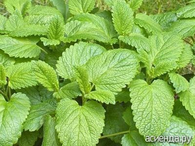 menta balsam Spre deosebire (mentă) Spre deosebire de menta balsam