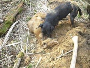Vanatoare cu yagdtererom (vulpe video de vânătoare yagdtererom) Vânătoare cu yagdtererom