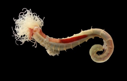 Paraziții din pește maritime și fluviale (multe cazuri de infecție) Paraziți în pește mare și fluvial
