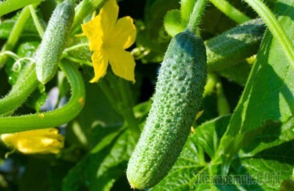 reguli de castravete partenocarpice de tehnologie de selecție și de cultivare (partenocarpice) reguli de castravete partenocarpice de tehnologie de selecție și de cultivare