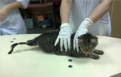 Fractura coada simptomelor unei pisici, de prim ajutor, tratament medical, animale de casa (coada) Fractura coada simptomelor unei pisici, de prim ajutor, tratament medical, animale de casa