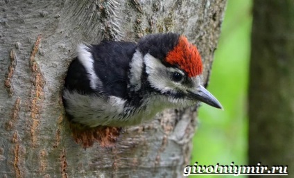 ciocănitoare Spotted pasăre (pete) Spotted pasăre ciocănitoarea
