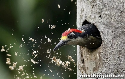 Ciocănitoarea de stejar pasăre (Life ciocănitoarea de stejar) Spotted pasăre ciocănitoarea