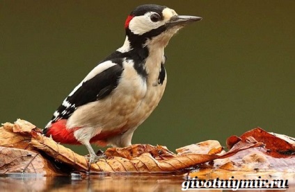 Bird ciocănitoarea de stejar (ciocănitoarea de stejar pasăre. Stilul de viață și habitatul ciocănitoarea de stejar) Spotted pasăre ciocănitoarea