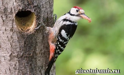 Ciocănitoarea de stejar pasăre (ciocănitoarea pentru loviri cortex) Spotted pasăre ciocănitoarea