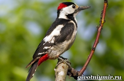 ciocănitoare Spotted pasăre (pete) Spotted pasăre ciocănitoarea
