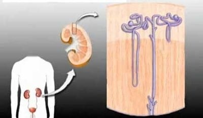 Bucla diuretice principiu de acțiune în corp (corp) Bucla diuretice principiu de acțiune în organism