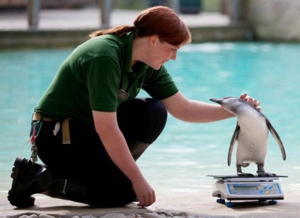 Penguin - Penguin, și mâncarea (mananca pinguini oameni) Penguin - Penguin, și mâncarea