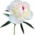 Peony în cosmetologie (bujorul cosmetologie) Peony în cosmetologie