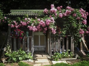 trandafiri cataratori de îngrijire pentru plante mai mari, în special de plantare arbuști noi, tăierea și jartiera (alpinism) trandafiri cataratori de îngrijire pentru plante mai mari, mai ales plantarea de noi arbuști, tăierea și jartieră