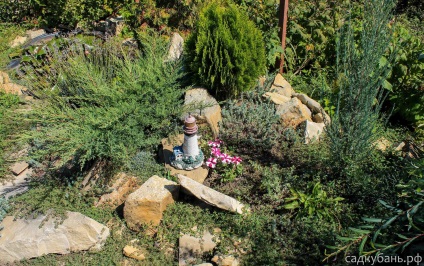 Fructe și plante ornamentale și Novorosiisk krasnodare, sadkuban (puieți de pomi fructiferi) Plante de fructe și ornamentale din Novorossiysk și Krasnodar, sadkuban