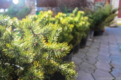 Plante de fructe și ornamentale din Novorossiysk și Krasnodar, sadkuban (cumpăra răsaduri) Plante de fructe și ornamentale din Novorossiysk și Krasnodar, sadkuban