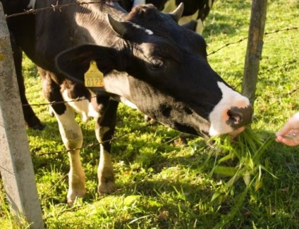 De ce laptele amar agroxxi de vacă (apariția de lapte amar) De ce laptele de vacă amar agroxxi