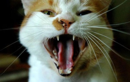 De ce pisicile miau (miau) De ce pisicile miau