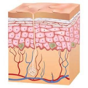 Sistemul de acoperire a persoanei (acoperirea) Sistemul de acoperire al persoanei