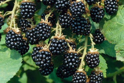 Proprietăți utile de BlackBerry și contraindicații - trebuie să știe (de ajutor) Proprietăți utile și contraindicații Blackberry - trebuie să știți
